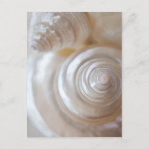 Muscheln von White Seashells Tropical Beach Küste Postkarte