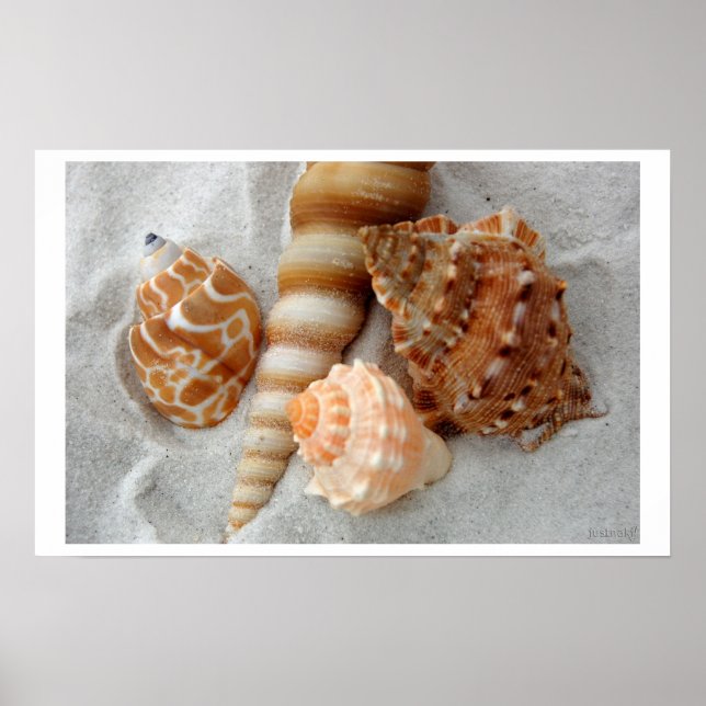 Muscheln, weißer Sand i Poster (Vorne)