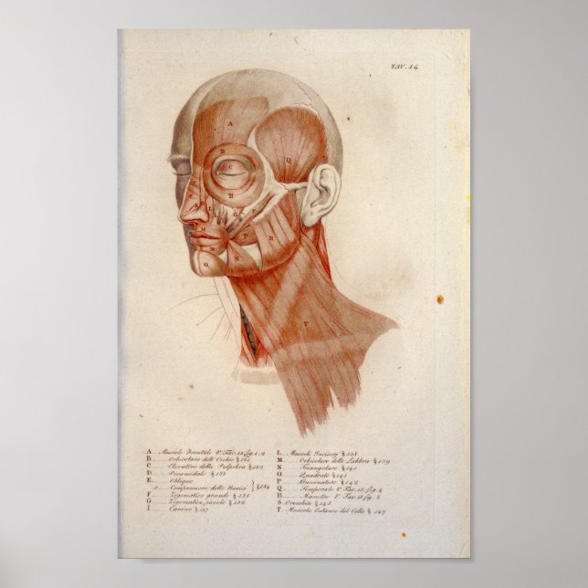 Muscle Anatomy Print Face Neck Französisch Poster (Vorne)