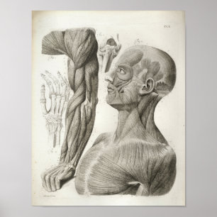 Muscles de cou vintages du bras Impression Médical