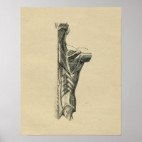 Muscles de dos humains Anatomie 1902 Impression Vi