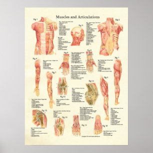 Muscles et affiche humaine d'anatomie