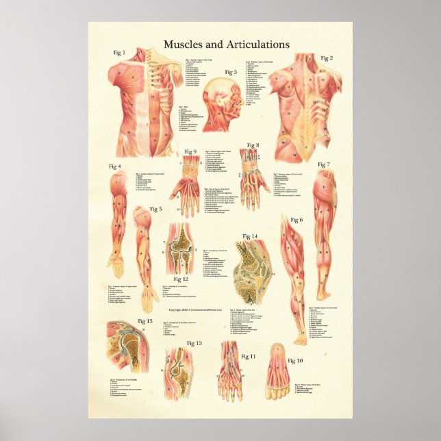 Muscles et Articulations Poster de l'anatomie huma (Devant)
