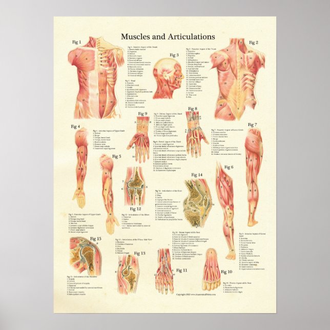 Muscles et Articulations Poster de l'anatomie huma (Devant)