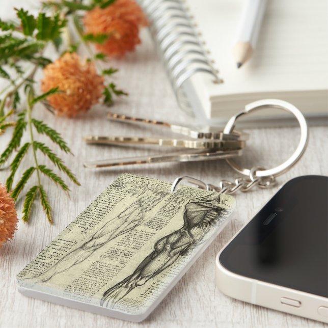 Muscles humains anatomiques de Léonard de Vinci (Devant droit)