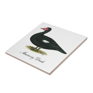 Muscovy Black Drake Fliese