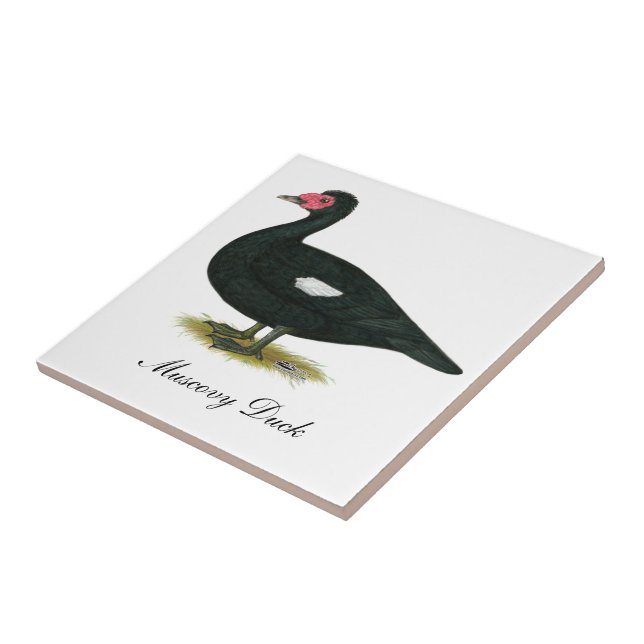 Muscovy Black Drake Fliese (Seite)