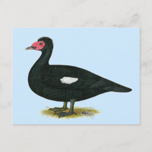 Muscovy Black Drake Postkarte