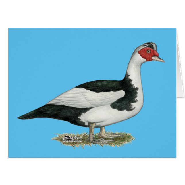 Muscovy Black Pied Drake (Vorderseite (Horizontal))