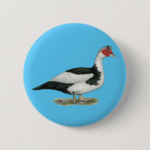 Muscovy Black Pied Drake Button