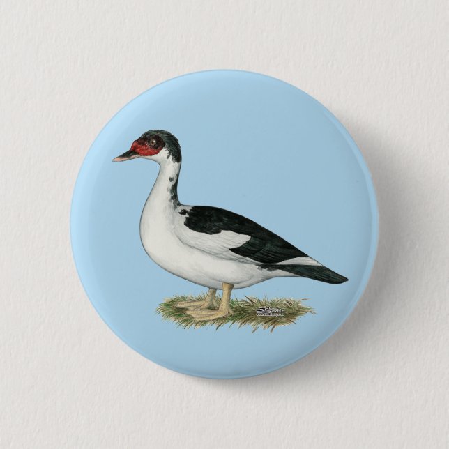 Muscovy Black Pied Duck Button (Vorderseite)