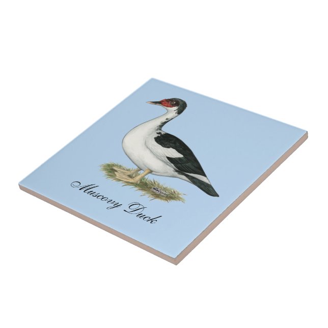 Muscovy Black Pied Duck Fliese (Seite)