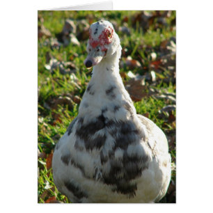 Muscovy Bleu Hen