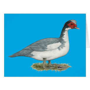 Muscovy Blue Pied Drake