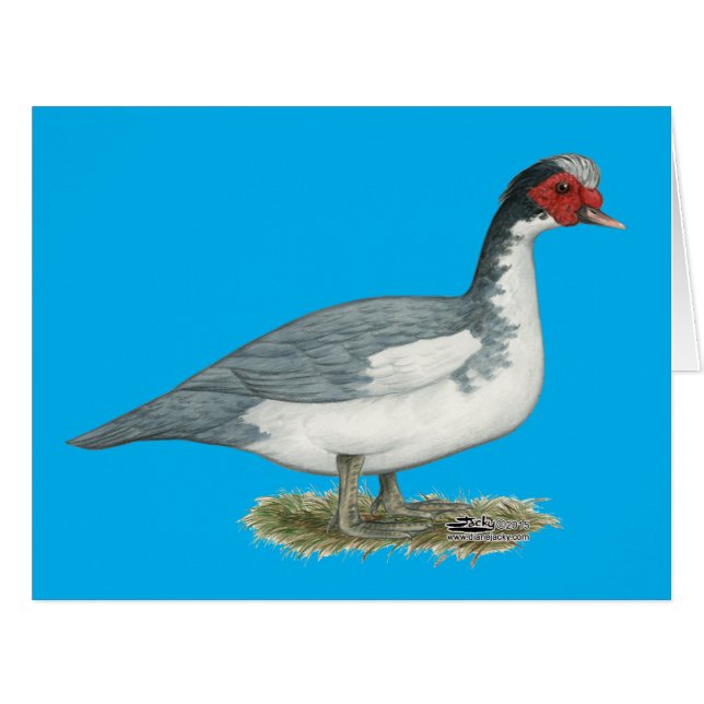 Muscovy Blue Pied Drake (Vorderseite (Horizontal))