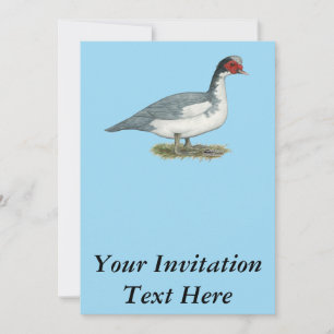 Muscovy Blue Pied Drake Einladung