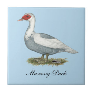Muscovy Blue Pied Duck Fliese