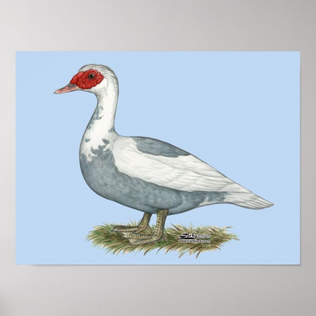 Muscovy Blue Pied Duck Poster (Vorne)