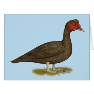 Muscovy Drake Chocolate