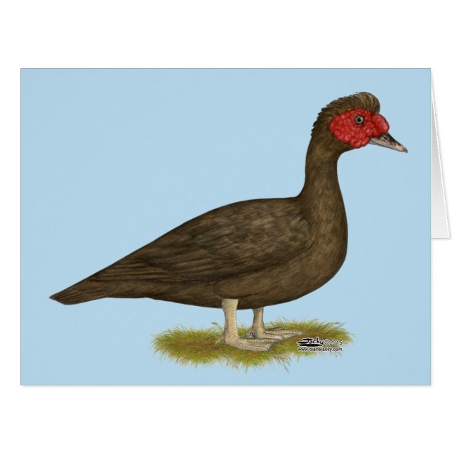Muscovy Drake Chocolate (Vorderseite (Horizontal))