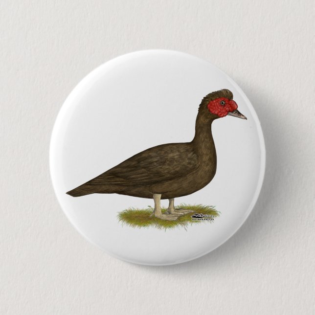 Muscovy Drake Chocolate Button (Vorderseite)