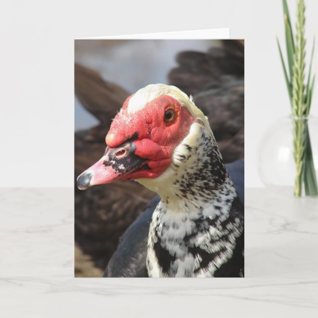 Muscovy Drake Karte (Vorderseite)