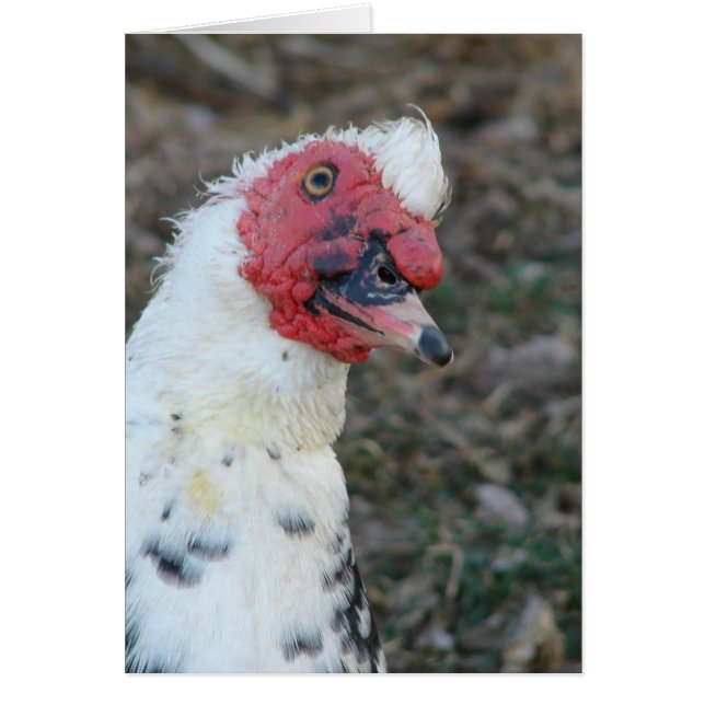 Muscovy Drake Toutes les occasions Carte de voeux (Devant)