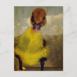 Muscovy Dreamin' Postkarte