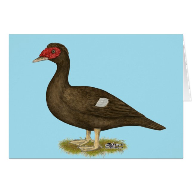 Muscovy Duck Chocolate (Vorderseite (Horizontal))