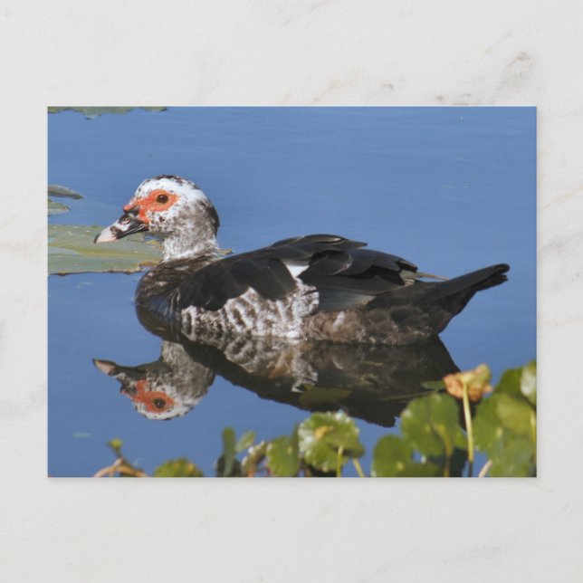 Muscovy Duck Foto Postkarte (Vorderseite)