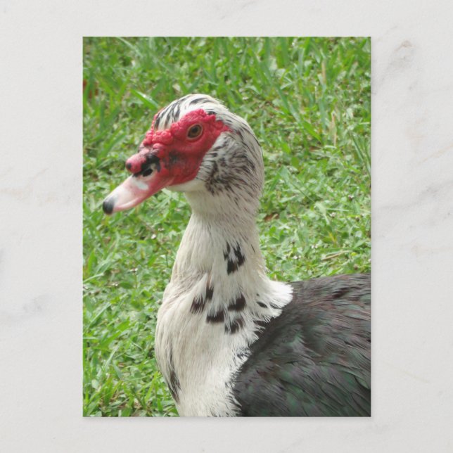 Muscovy Duck Foto Postkarte (Vorderseite)