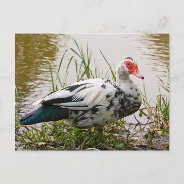 Muscovy Duck Postcard Postkarte (Vorderseite)