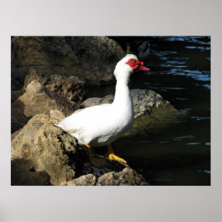 Muscovy Duck Poster weiß mit rotem Gesicht