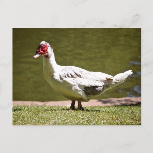 Muscovy Duck Postkarte (Vorderseite)
