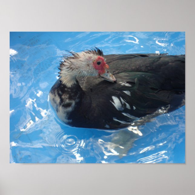 Muscovy Duck Schwimmposter Poster (Vorne)
