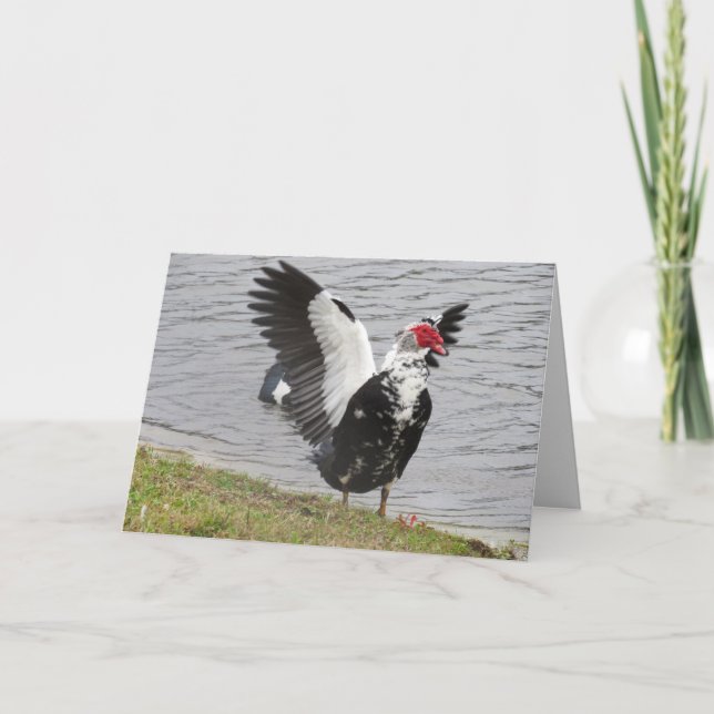 Muscovy Duck Waving Wings Grußkarte Karte (Vorderseite)
