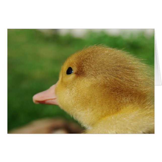Muscovy Duckling (Vorderseite (Horizontal))
