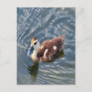 Muscovy Duckling Foto Postkarte
