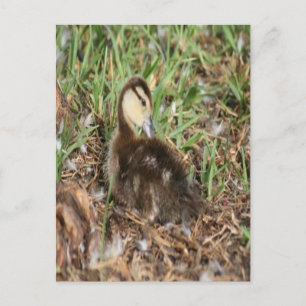 Muscovy Duckling Foto Postkarte