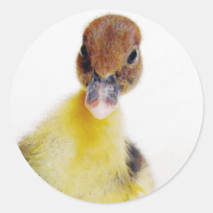 Muscovy Duckling Runder Aufkleber