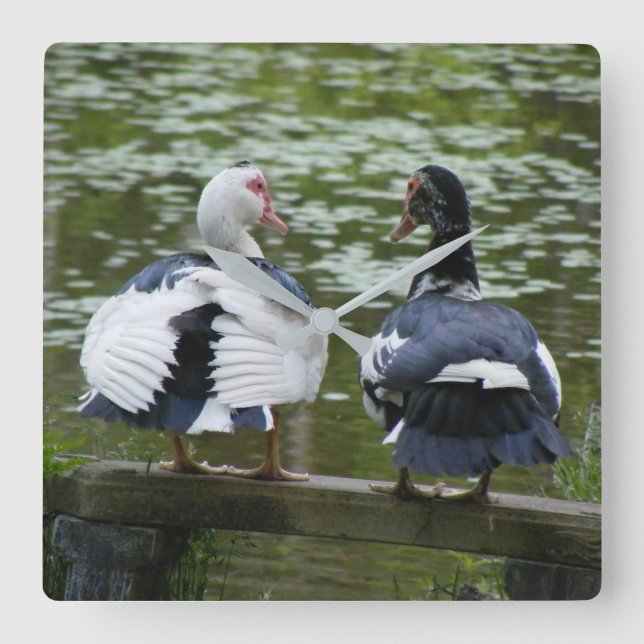 Muscovy Ducks Quadratische Wanduhr (Vorderseite)