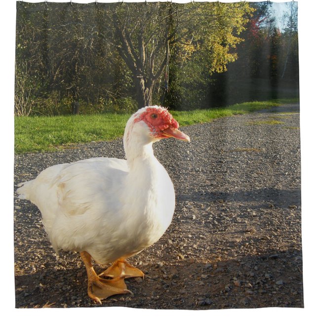 Muscovy-Ente Drake Duschvorhang (Vorderseite)