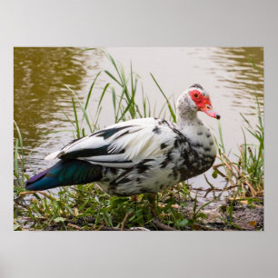 Muscovy-Ente Poster