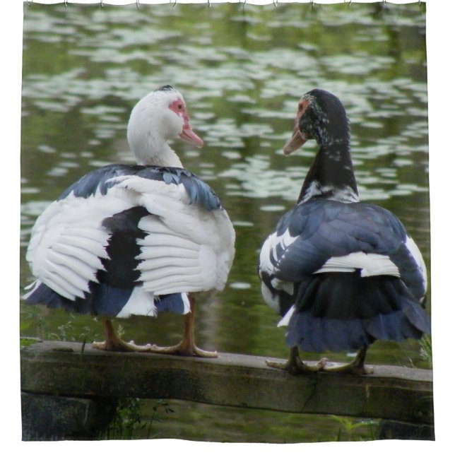 Muscovy-Enten Duschvorhang (Vorderseite)