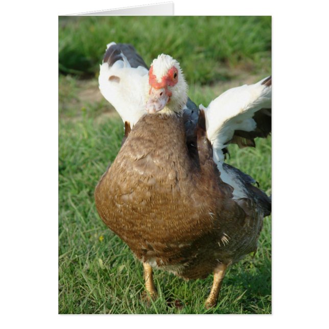 Muscovy Hen (Vorne)
