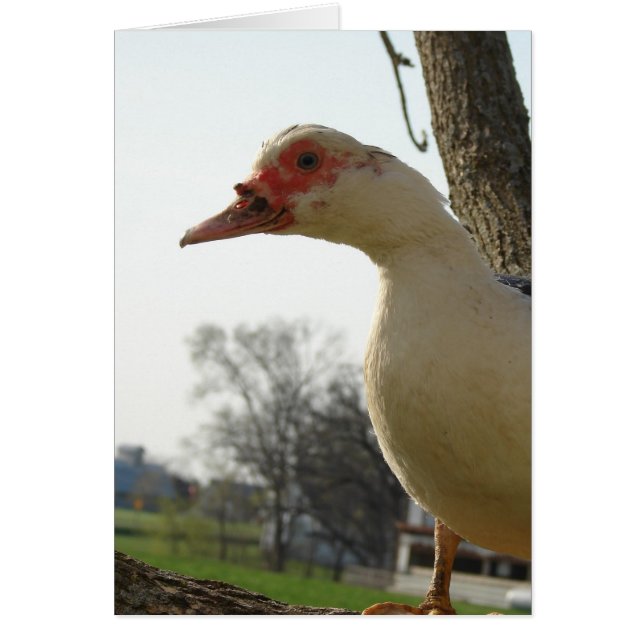 Muscovy Hen (Vorne)
