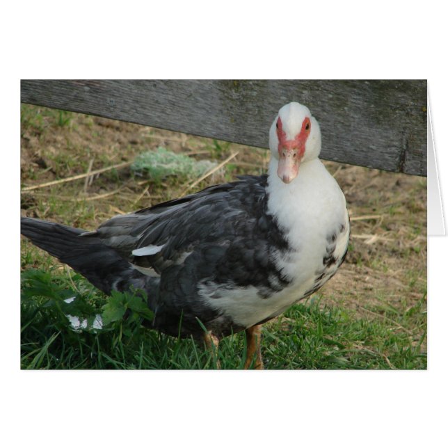 Muscovy Hen (Vorderseite (Horizontal))