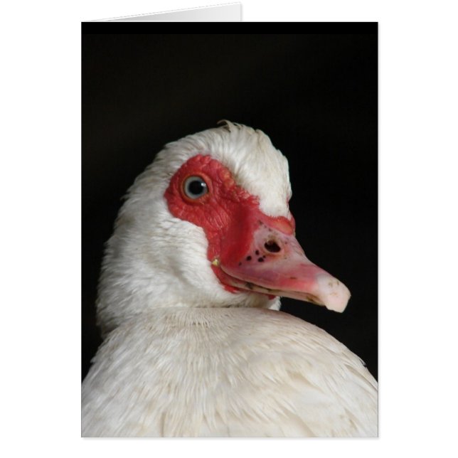Muscovy Hen (Vorne)