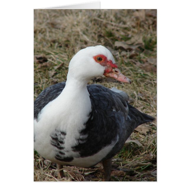 Muscovy Hen (Vorne)