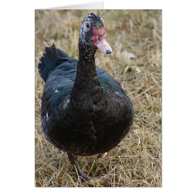Muscovy Hen alle Gelegenheiten unsichtbar im Inner (Vorne)